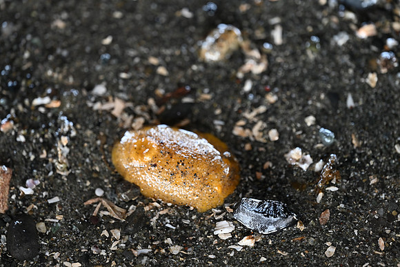 Monterey Sea Lemon