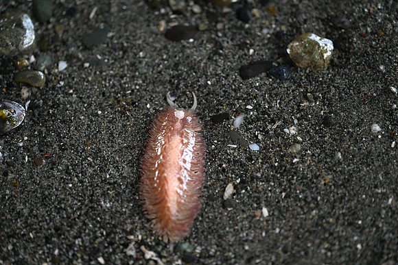 Shaggy Mouse Nudibranch