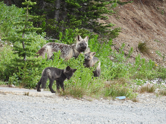 Cascade Foxes 16