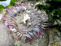Pink-Tipped Green Anemone 3