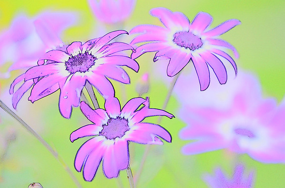 Daisies