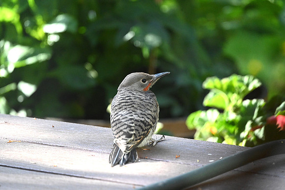 Northern Flicker Fledgling