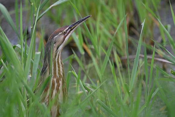Am Bittern 7