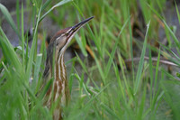 Am Bittern (2)