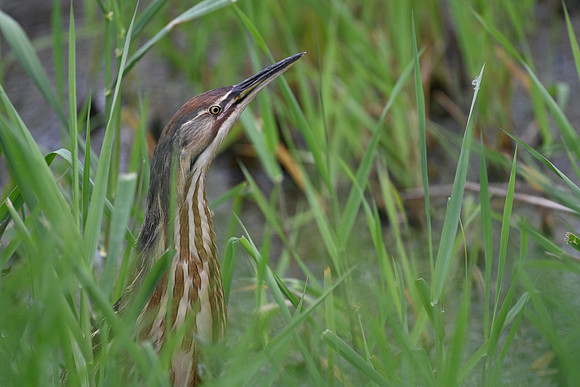 Am Bittern (2)