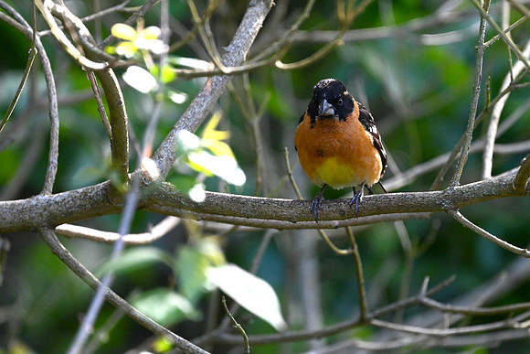 Black Headed Grosbeak -male EW 4