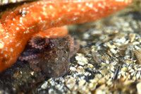 Baby Octopus hiding under a Sea Star