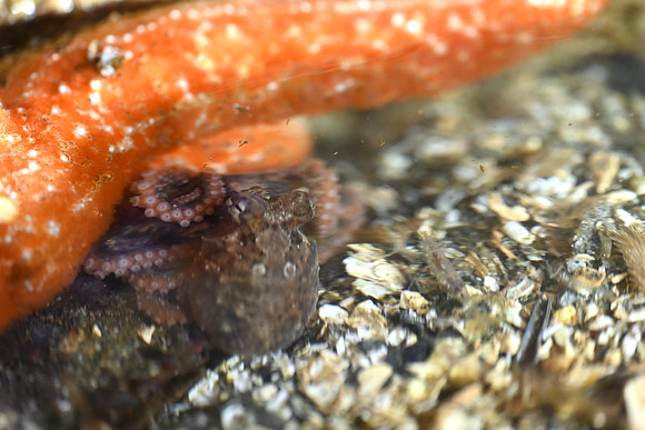 Baby Octopus hiding under a Sea Star