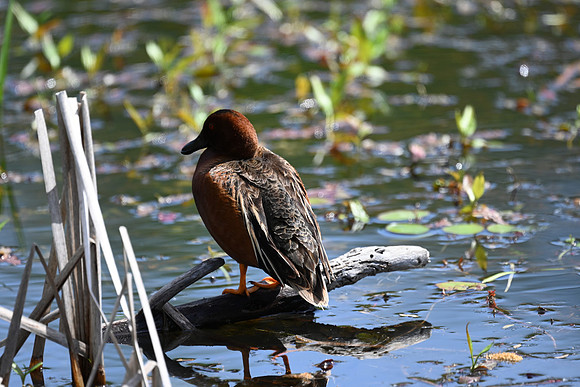 Cinnamon Teal 8