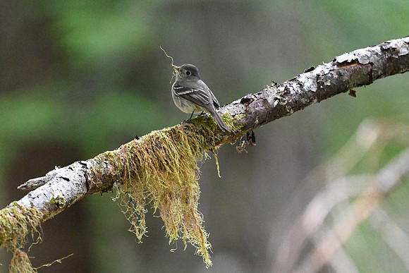 Hammond's Flycatcher