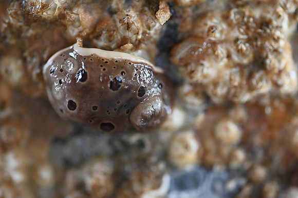 Leopard Dorid EW 1