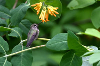 Anna's Hummingbird