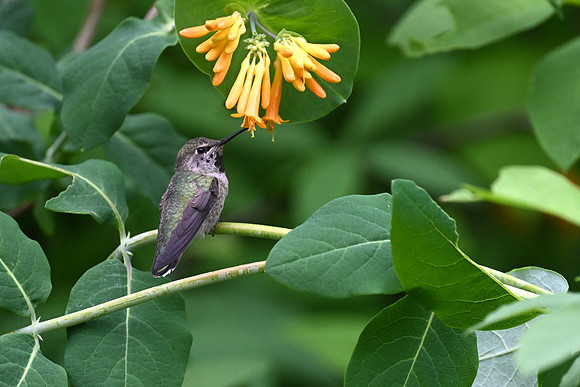 Anna's Hummingbird