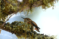 Baby Rufous Hummingbird 7
