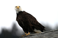 Bald Eagle 4