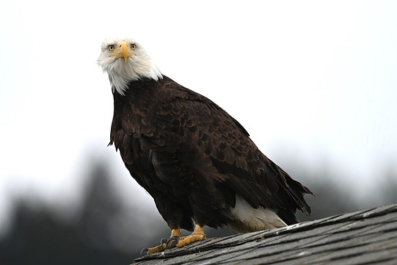 Bald Eagle 4