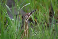 Am Bittern