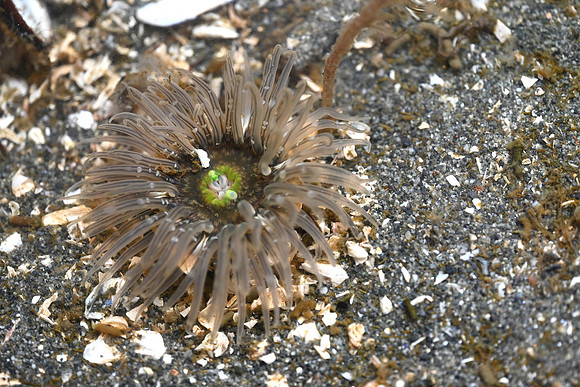 Buried green anemone
