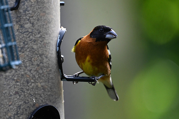 Black-headed Grosbeak EW 2