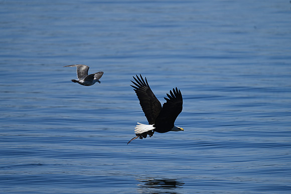 Bald Eagle with a Skate
