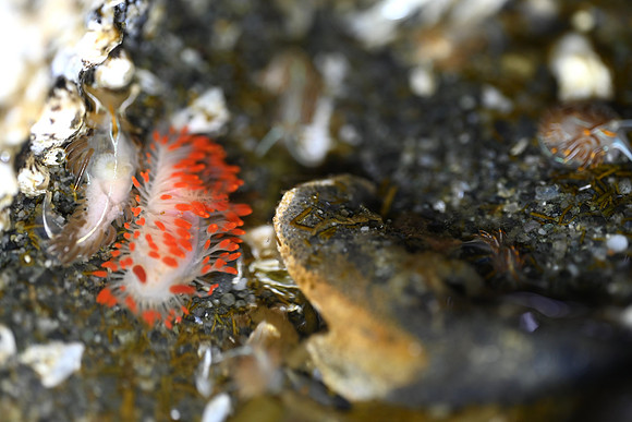 Cockerell's Dorid and Horned Nudibranch