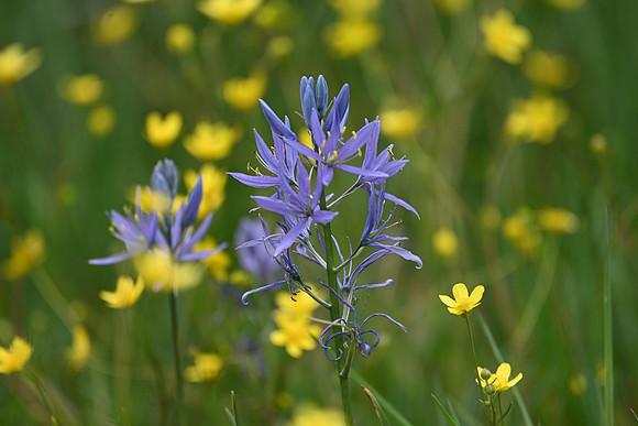 Camas
