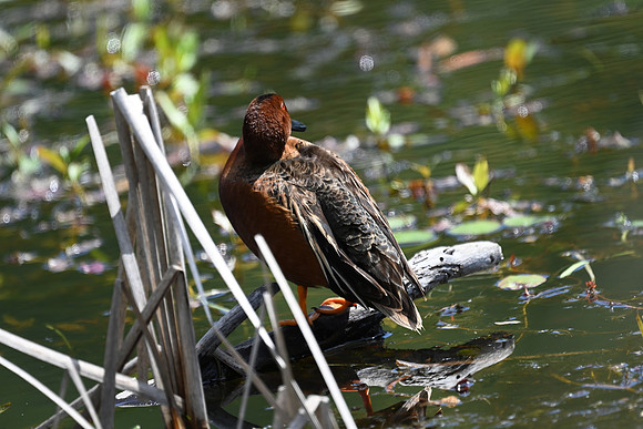 Cinnamon Teal