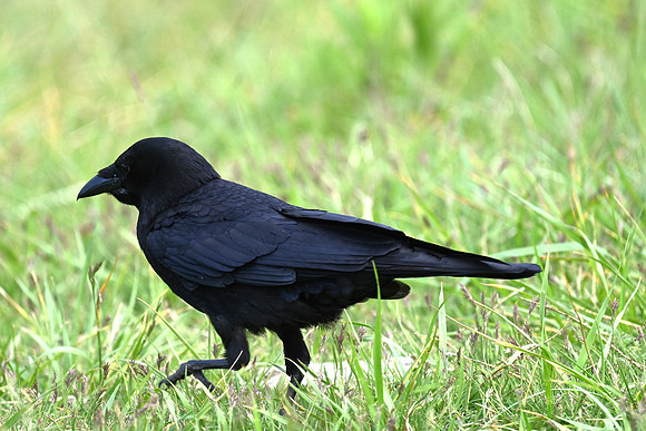 Crow 2