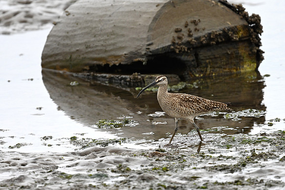 Hudsonian Whimbrel 7