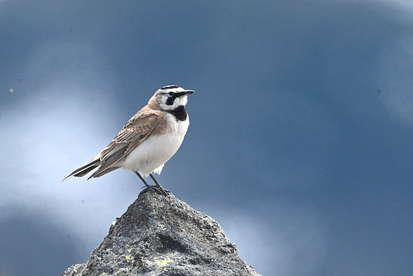 Horned Lark