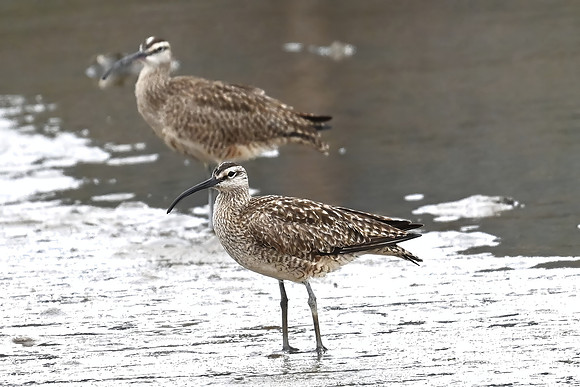 Hudsonian WhimbrelHudsonian Whimbrel-topaz-upscale-2.7x-denoise-color