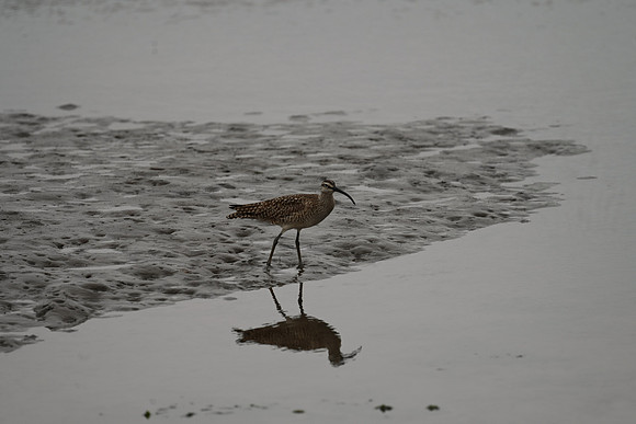 Hudsonian Whimbrel 8