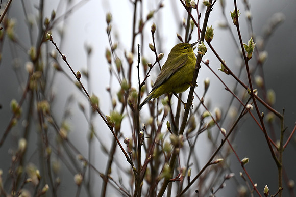 Orange-crowned Warbler