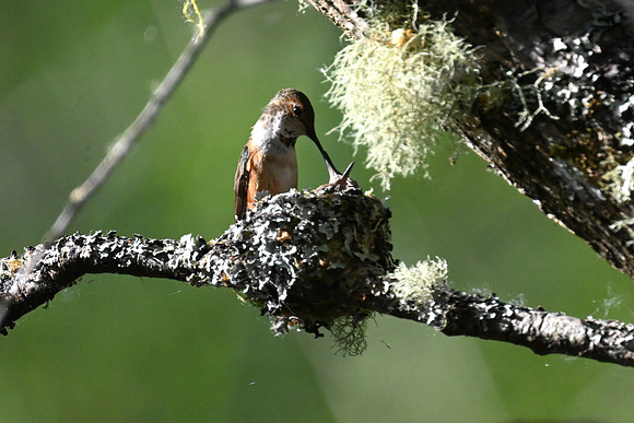 Rufous Feeding