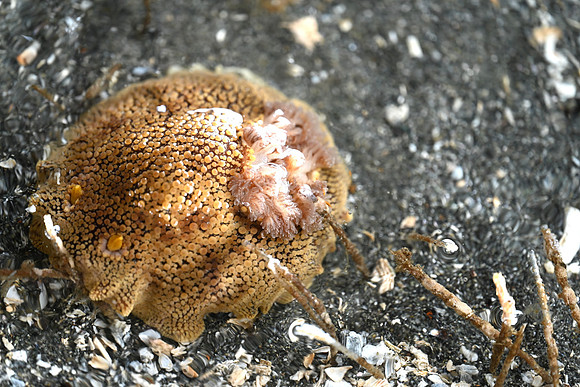 Noble Dorid EW 5