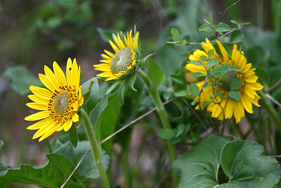 Puget Balsamroot