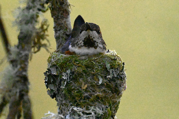 Rufous sitting on eggs