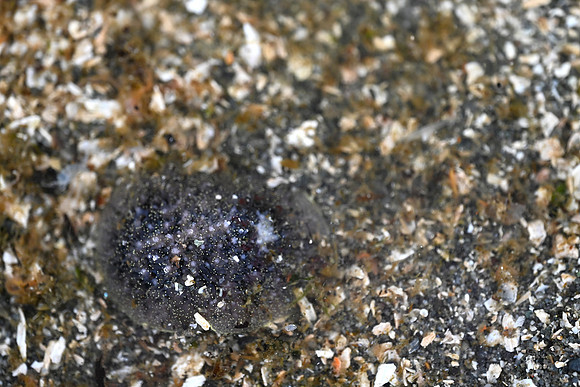 Rust-tipped Dorid EW 1 A. nanaimoengs (Dark Phase)