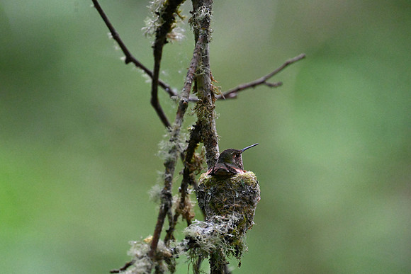 Rufous Hummingbird