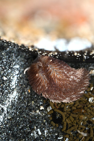Shaggy Mouse Nudibranch