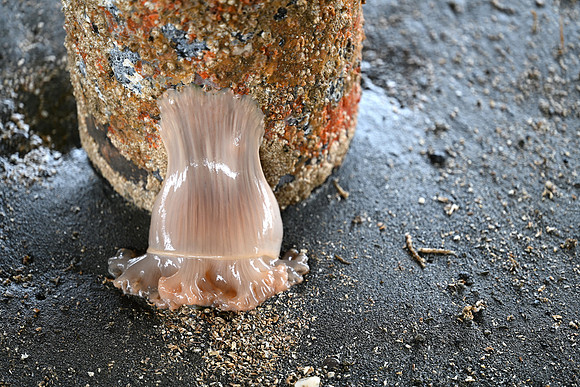 Small Plumose Anemone