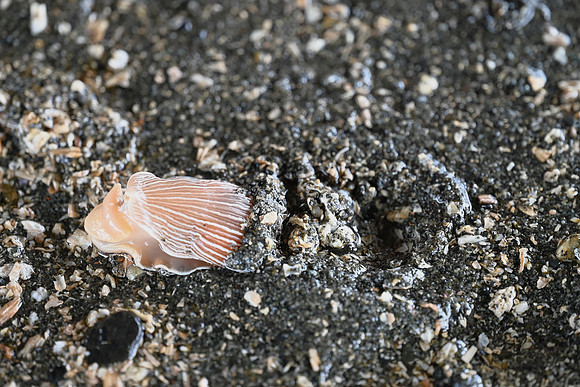 Striped Nudibranch emerging from the sand EW2