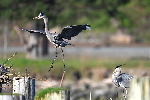 The Stick Landing