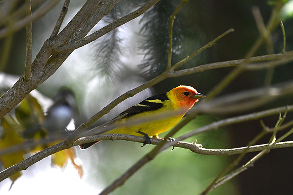 Western Tanager EW 1