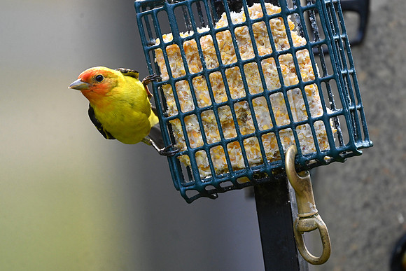 Western Tanager EW 2