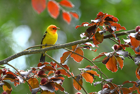 Western Tanager EW31