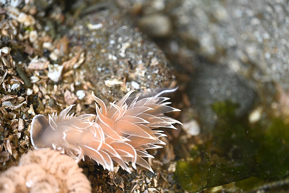 White-lined Dirona with eggs