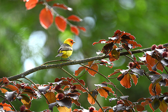 Western Tanager EW 5