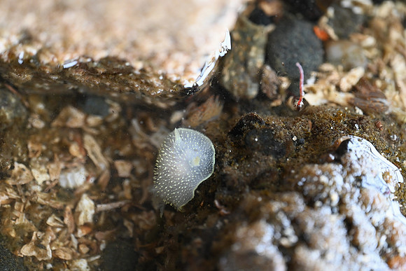 Yellow margin Dorid EW 1