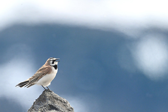 Horned Lark EW 4